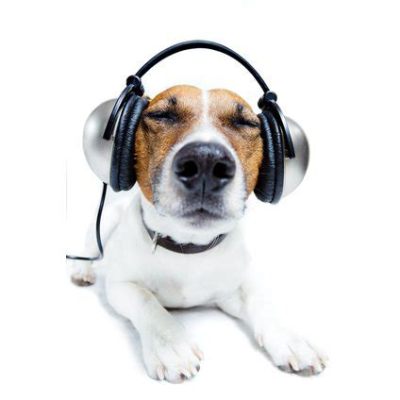 do dogs listen to music; and how does classical music affect their behavior?