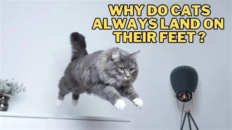 How do you get music on an mp3 player, and why do cats always land on their feet?